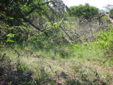 safrica/IMG_0227 (WinCE).JPG